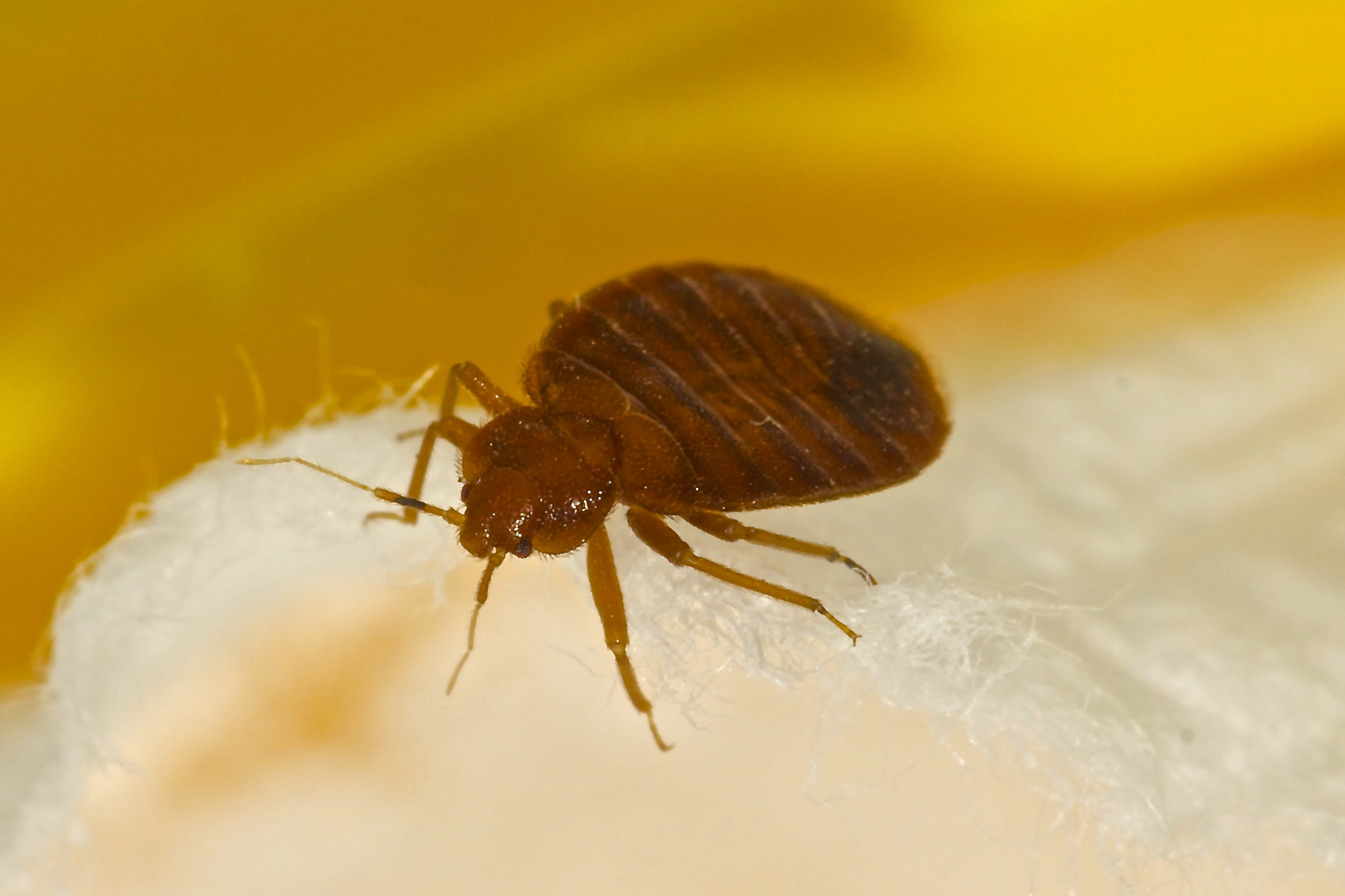 bed bug mattress disposal in phoenix